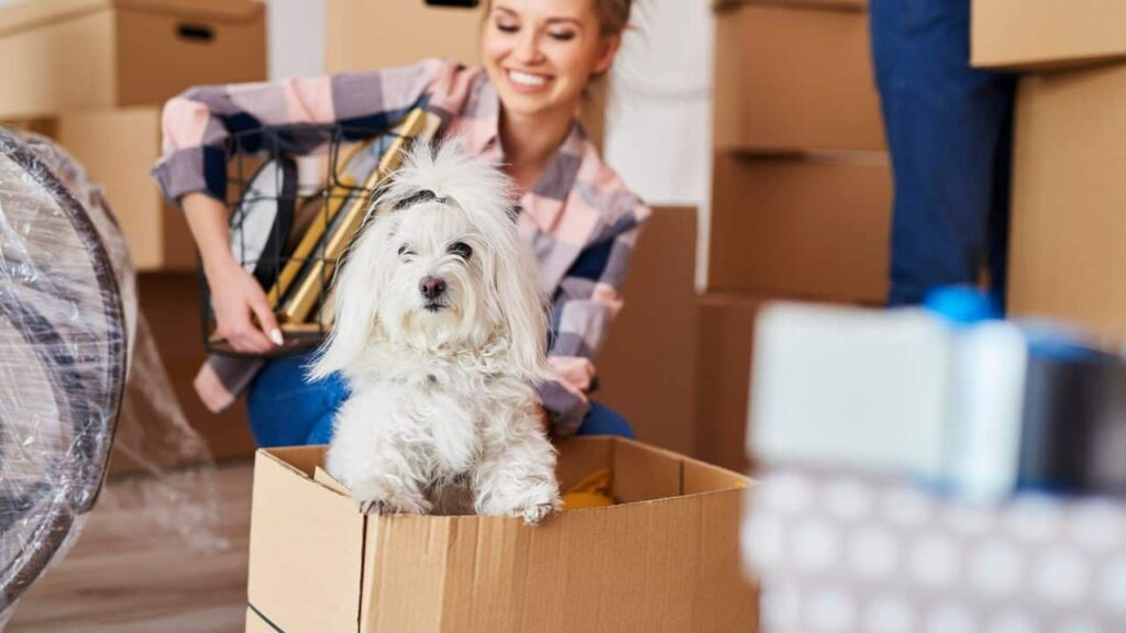 Contact with a pet moving company