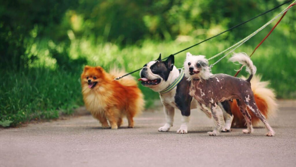 pet walk