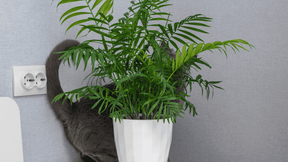 Bamboo Palm (Chamaedorea seifrizii)