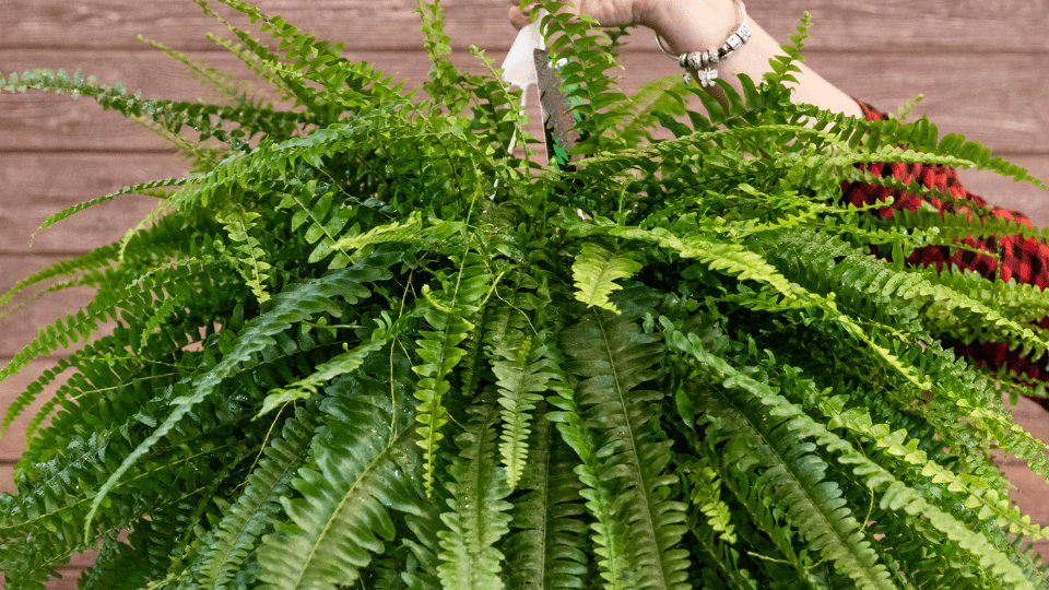 Boston Fern (Nephrolepis exaltata)