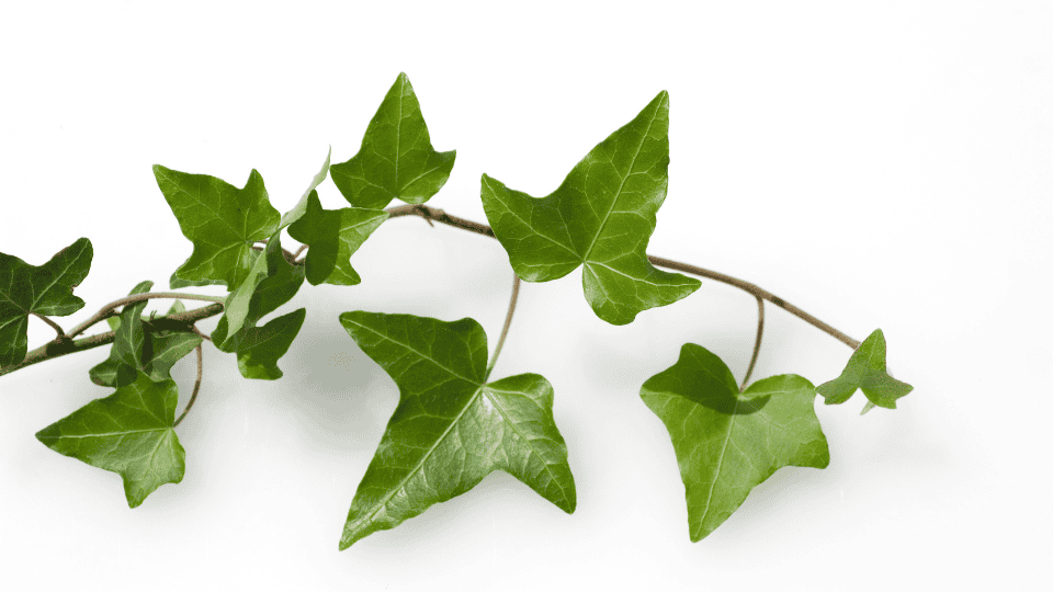 English Ivy (Hedera helix)