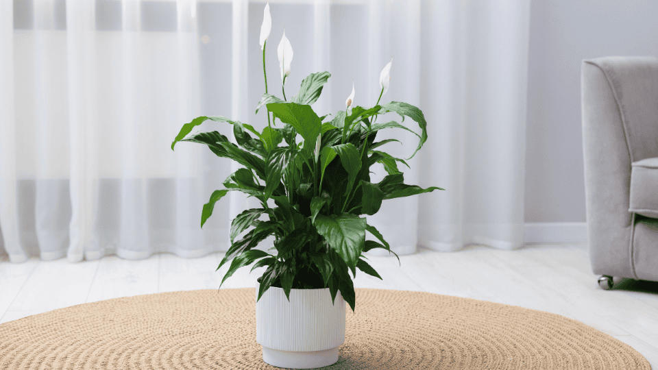 Peace Lily (Spathiphyllum spp.)
