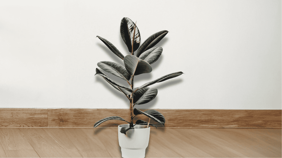 Rubber Plant (Ficus elastica)