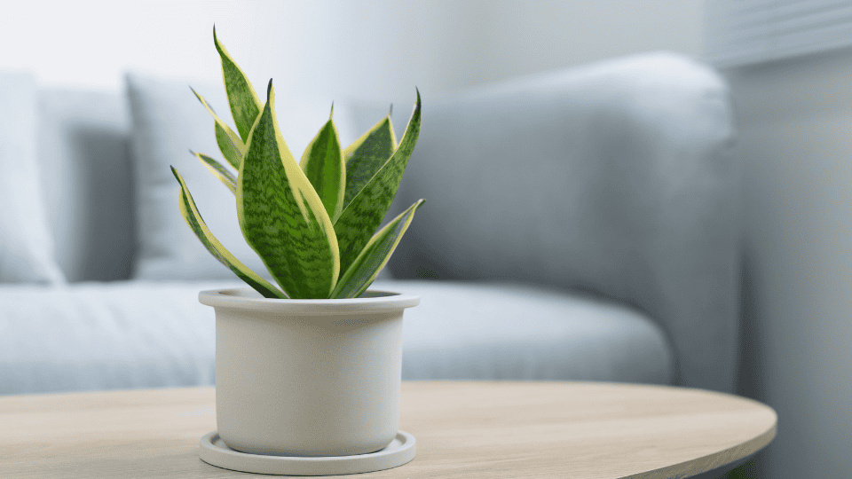 Snake Plant (Sansevieria Trifasciata)