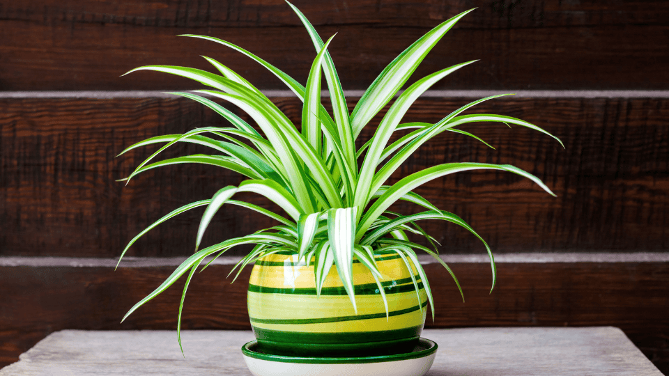 Spider Plant (Chlorophytum comosum)