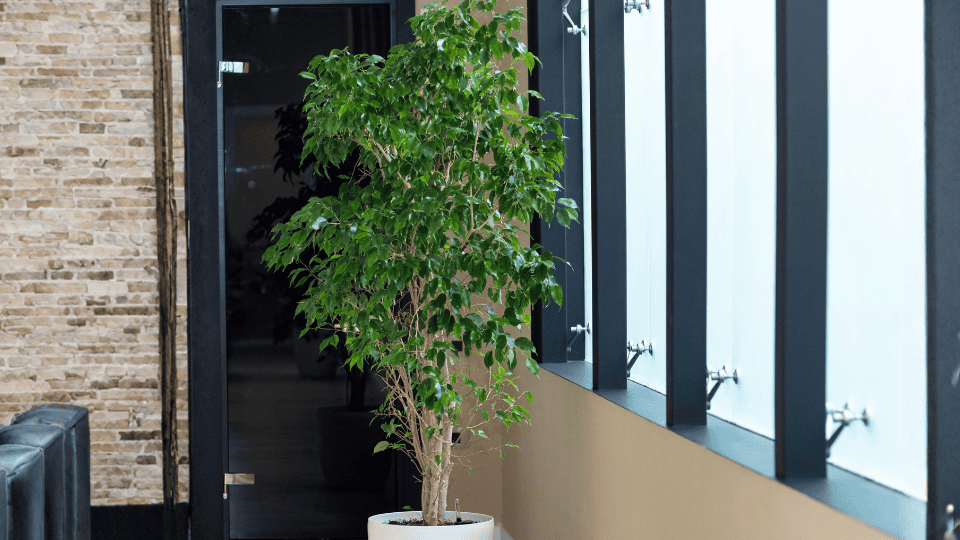 Weeping Fig (Ficus benjamina)